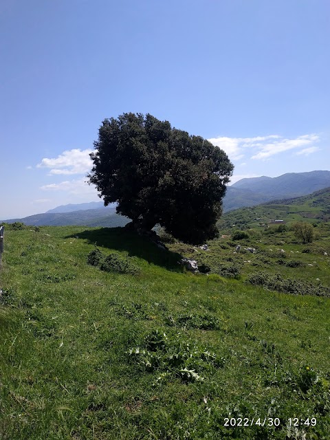 Piano della Civita di Artena