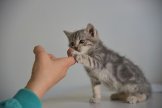 Clinica Veterinaria Spinnato