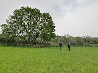 Bosco Patanella Alta Murgia