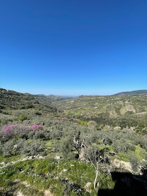 Cesoni View
