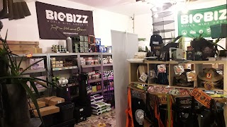 BUENA ONDA GROWSHOP TIGULLIO CARASCO