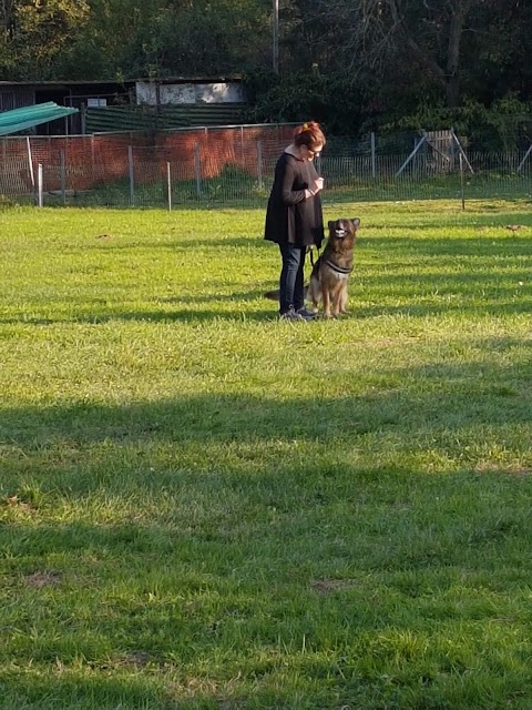 Mein Staffi Allevamento e Pensione