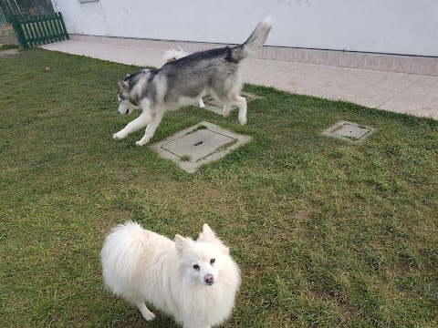 VISMARA CENTRO CINOFILO . PENSIONE E ADDESTRAMENTO CANI A RAVENNA. RICEVIAMO SOLO PER APPUNTAMENTO.