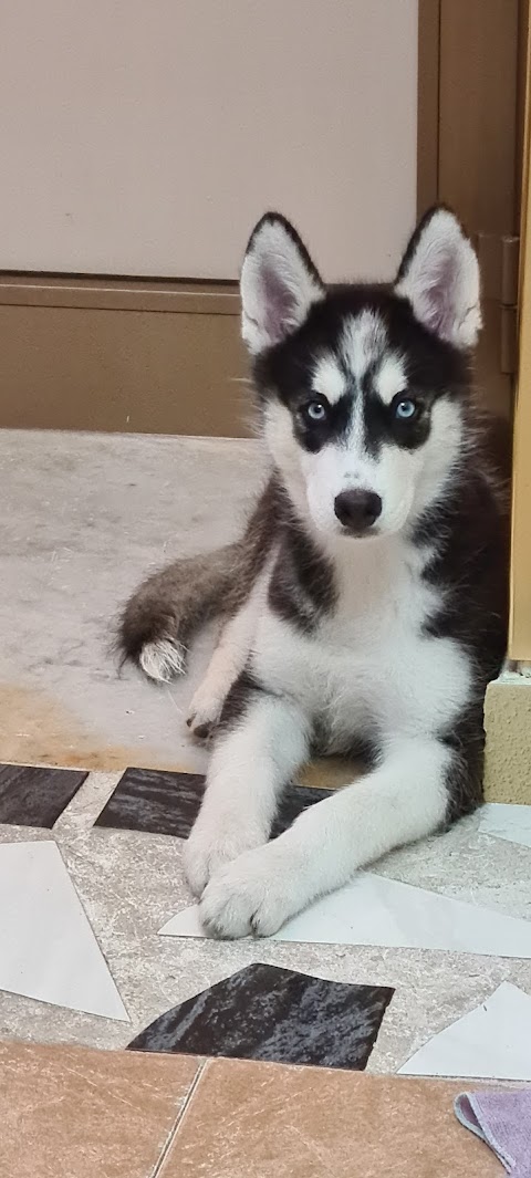 Ambulatorio Veterinario Arca Di Noe' Carlucci Dr. Pasquale