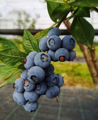 I Piccoli Frutti di Battuello