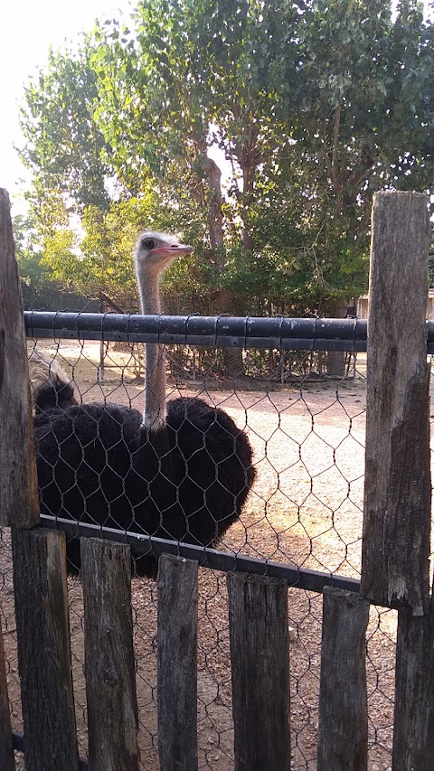 RistoZoo Falconara