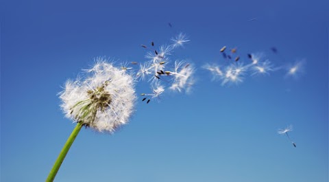 Studio di Psicologia e Psicoterapia Torino Liberamente