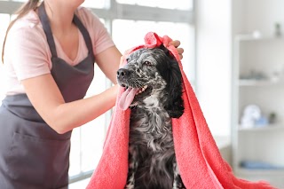 Si.Mo Dog Wash and Grooming