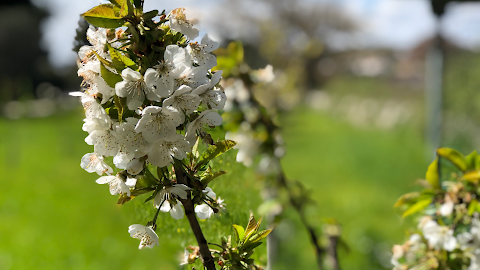 Azienda agricola Masseria Battaglini