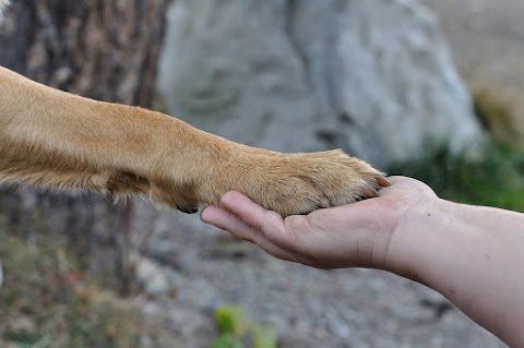 Ambulatorio Veterinario Vet Hospital Sorrento