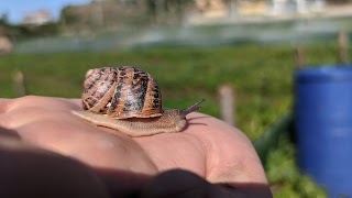 Lumaca Pizzo Cannita