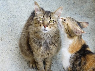 La Cucciola Pensione per Cani