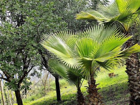 Parco Chico Mendes