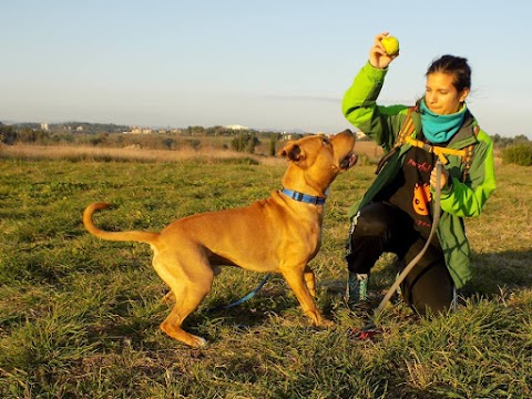 Educazione cinofila e Dog sitter - Roma