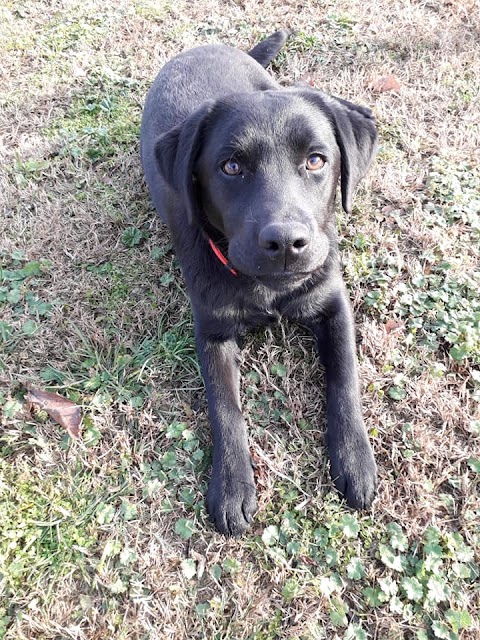 Pensione per cani Corte Savarna