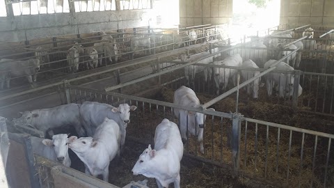 Vendita Diretta Carne Chianina-Azienda Agricola San Marco
