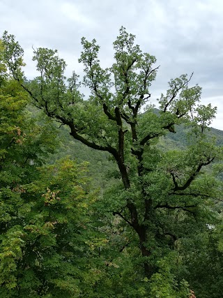 Cvetličarna pisanka Vesna Pisanec s.p.