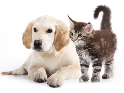 Pet Shop Store Alimenti ed Accessori per cani e gatti OnLine