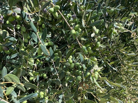 Prodotti tipici pugliesi - Oro del Salento