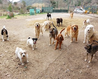 Doggy Ranch - Asilo per cani