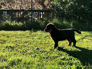 IL RICHIAMO DEI ROTTWEILER