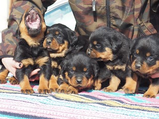 Allevamento Rottweiler "Motta Granda"