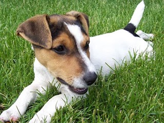 La Cucciola Pensione per Cani