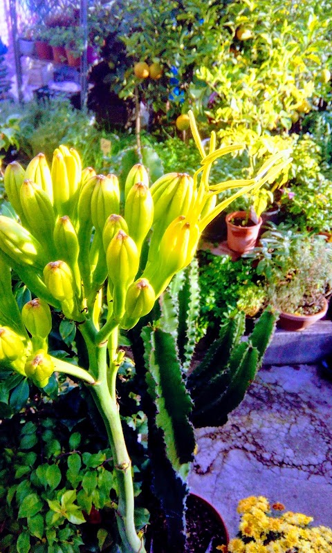 Vivaio Piccolo Garden , piante , fiori e articoli da giardino