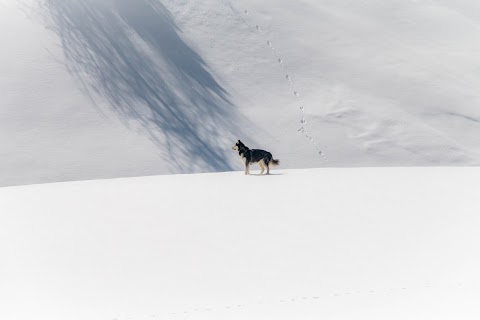 Dogsitting - Garderie et Promenade pour chiens - Sanka et Compagnie