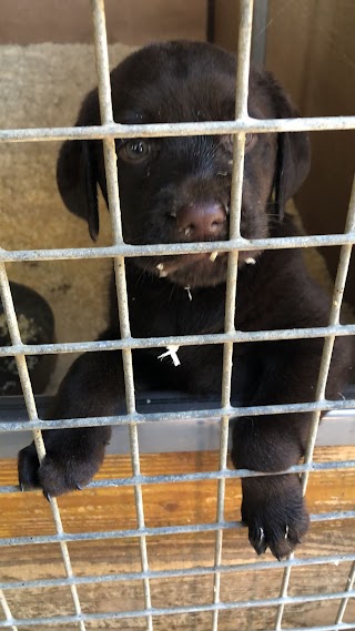 Labrador Retriever Fior d'Acqua