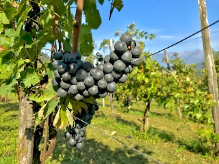 AZIENDA AGRICOLA FABIO FOPPOLI