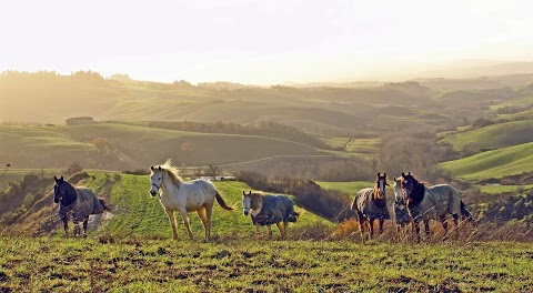 Maneggio RidingTuscany