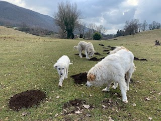 Debora Segna, addestramento cani Velletri, Roma e provincia