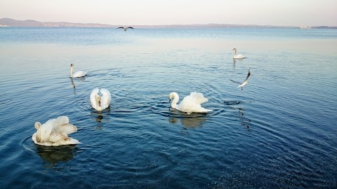 Amici del Lago