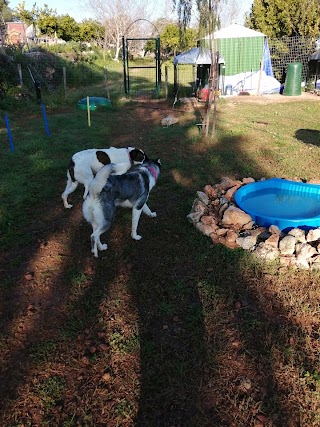 DOG VILLAGE - Amanti degli Animali di Giusto Sofia e Gattinella Giuseppe