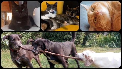 Claudia Dog & Cat Sitter Monza e Brianza