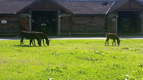 Famiglia Cooperativa Di Pinzolo