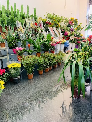 Fioraio Malatesta Pigneto “Piante e fiori Germina”