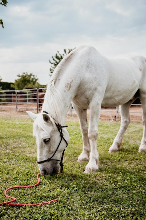 Centro Ippico Albarella - Pony Club, Scuola Equitazione, Pensione Cavalli