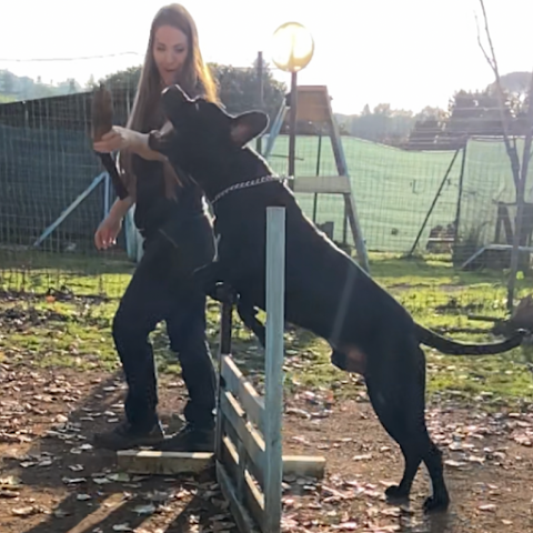 Scuola Cinofila Francesca Melchiorre centro Cinofilo Asilo cani