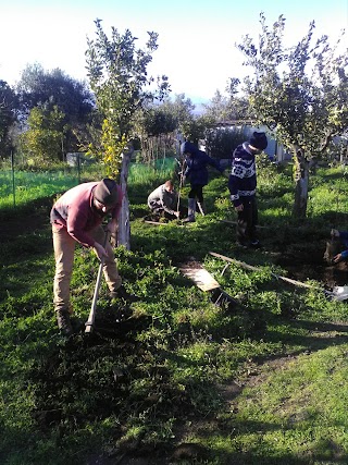 Jacaranda Center - Grounding Institute