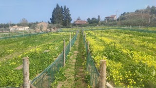 Lumaca Pizzo Cannita