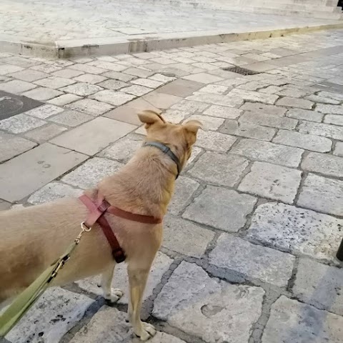 Dog Walker Bari