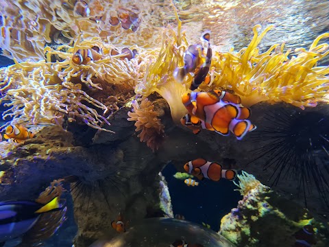 Gardaland SEA LIFE Aquarium