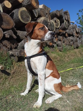 Ambulatorio Veterinario San Pietro