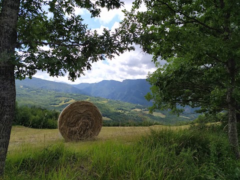 cà dei fiori s.r.l.