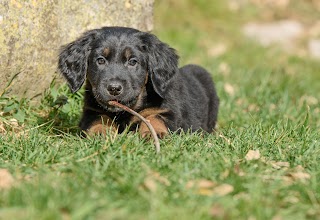 Pensione per cani La Quercia dei Falchi