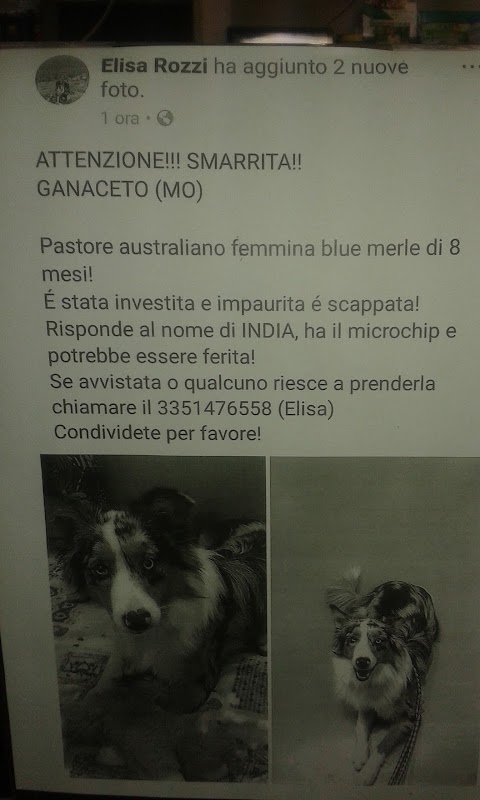 Galassi Pet Planet - Modena