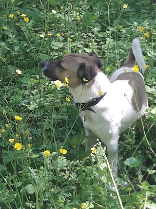 Lugli Dr. Paola ambulatorio veterinario