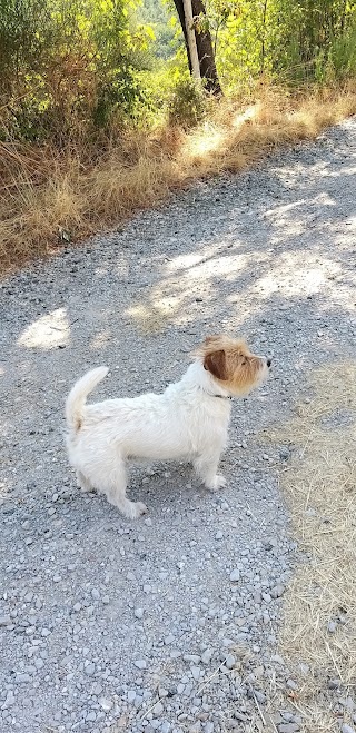 Ambulatorio Veterinario | I' Giglio